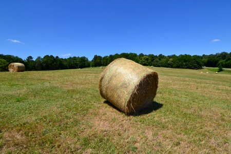 Fields summer grass