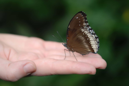 Animal arthropod beautiful flowers