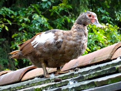 Nature water bird housetop