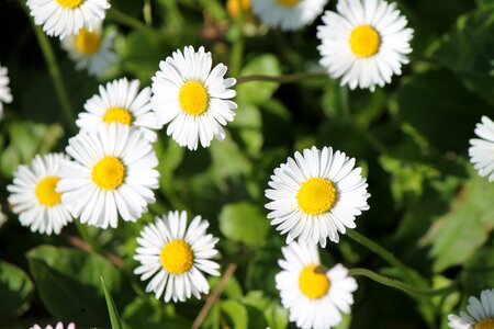 Prato green spring
