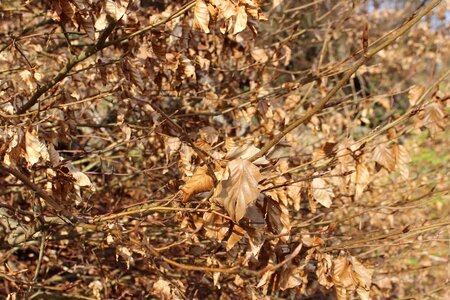 In the forest golden autumn photo