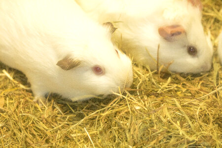 3 Guinea_pig