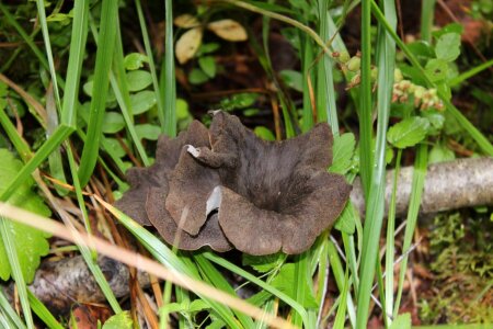 Black trumpet mushroom autumn forest