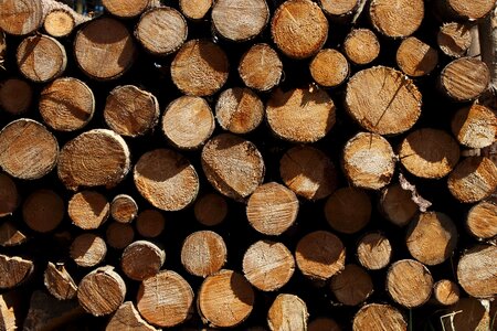 Nature forest forestry