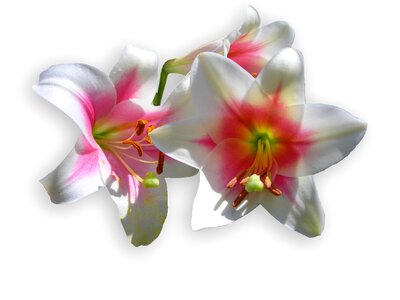 Bloom lily spring
