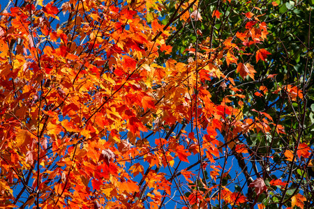 Bright Autumn Leaves photo