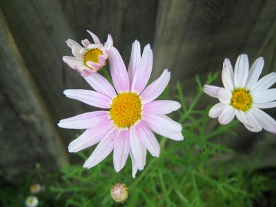 Blossom bloom petal photo