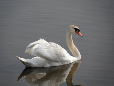 Swan duck bird