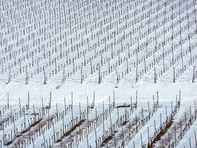 Snow vines vineyard in winter photo