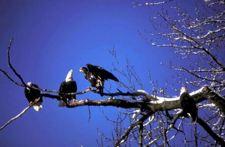 Bald Eagle eagle fledgling photo