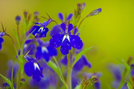 Salvia blue flowers raindrops
