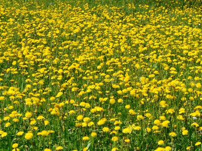 Bloom meadow beautiful photo