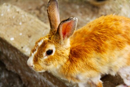 Animal pet malaysia