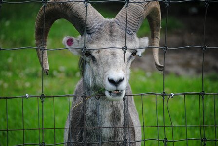 Goat zoo looking