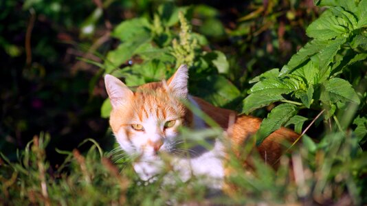 Feline kitten domestic photo