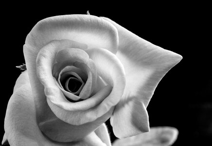 Blossom bloom black and white photo