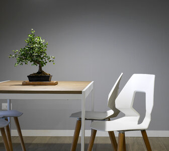 Table with Chairs and Small Bonsai Tree Minimal Interior Design photo