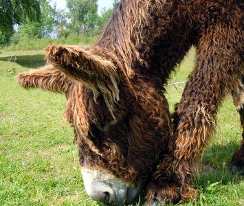 Livestock endangered species woolly