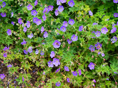 Purple Flowers with Bee photo