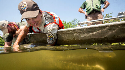 Alligator gar-1 photo