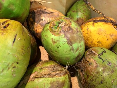 Coconut farming grow photo