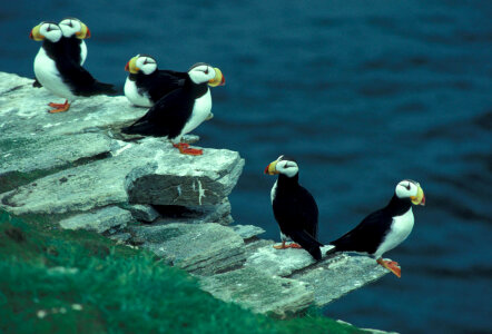 Horned puffins on Puffin Island photo