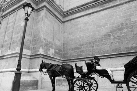 Horse and carriage photo