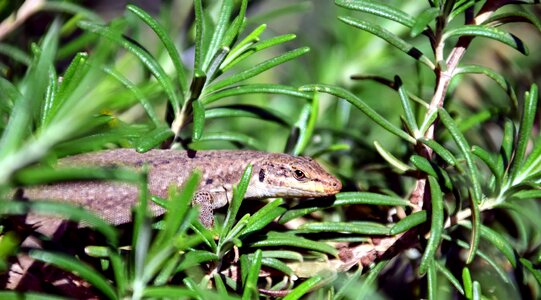 Animal biology environment