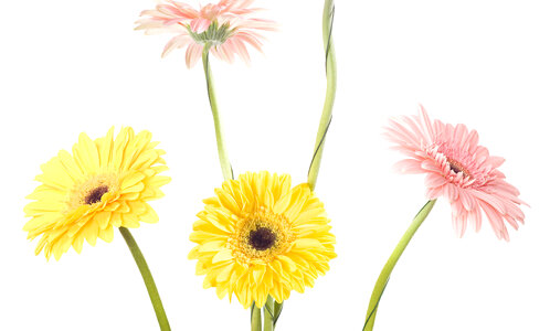 Gerberas
