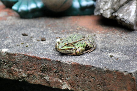 Green toad on a wall
