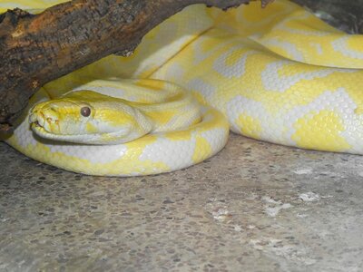Python snake yellowish photo