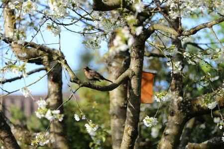 Bill worm songbird