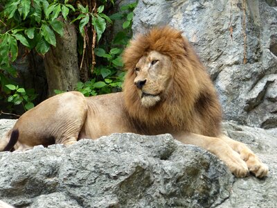 Lion zoo thailand photo