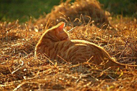 Animal cat claw photo