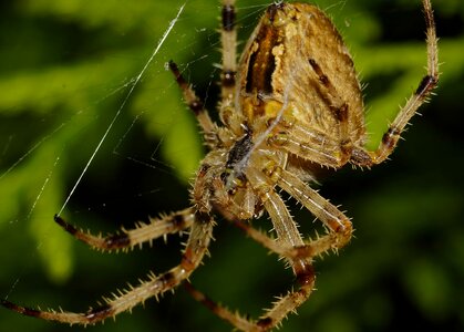 Animal arthropod beautiful image photo