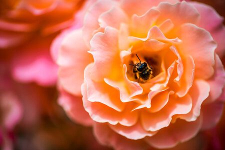 A Hony Bee Inside Pink Rose Flower photo