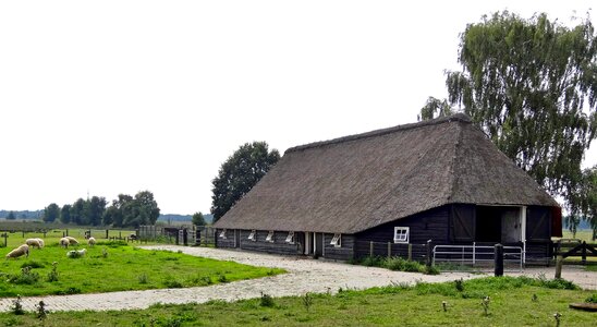 Barn sheep livestock photo