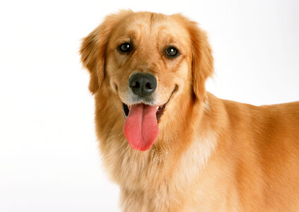 A beautiful golden retriever dog photo