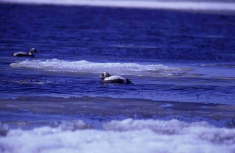 Animal aquatic bird bird