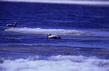 Animal aquatic bird bird photo