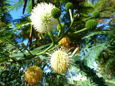 Tree plant white