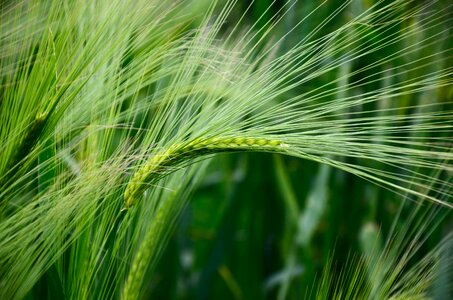 Grain field nature photo