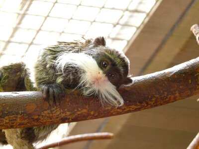 Monkey animal creature