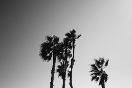 Black&white palms trees