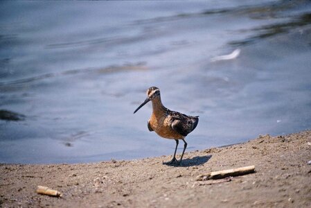 Angel bird dowitcher photo