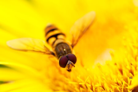 Flower fly head