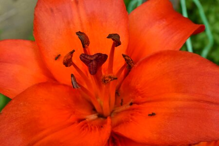 Close-Up herb lily