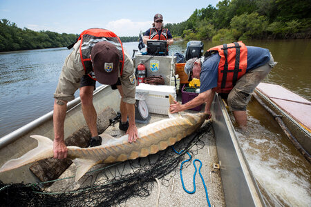Biologists capture a Gulf sturgeon in river-4