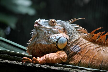Reptile under sun
