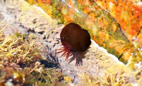 Sea creature marine